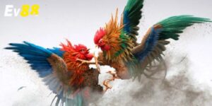 Kinh nghiệm và lưu ý khi xem và cược đá gà trực tuyến