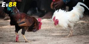 Giới thiệu về đá gà cựa dao