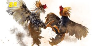 Những luật đá gà cựa sắt 