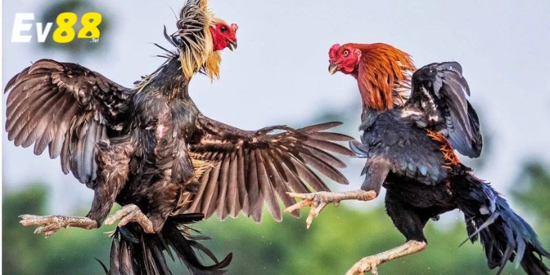 Đá gà EV88 là một trò chơi cá cược thể thao trực tuyến