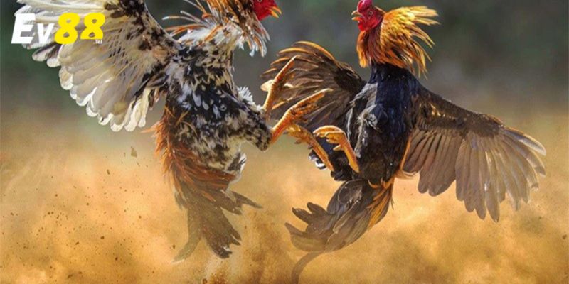 Lợi Ích Khi Chơi Đá Gà Trực Tuyến EV88